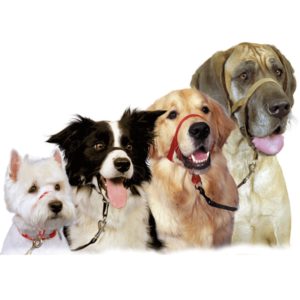 Halti האלטי רתמת הולכה לראש בכל המידות