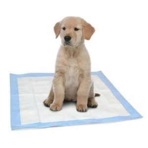 פדים לגורים עם דבק - מותגים משתנים