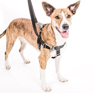 רתמת פרידום נגד משיכות לכלבים Freedom - XS (35-50 ס"מ)