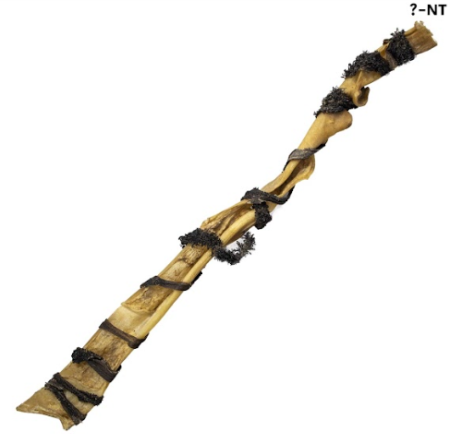 קרניבור (Carnivore) - מקל קרקפת באפלו מלופף קירשה 30 ס"מ | חטיף לעיסה טבעי