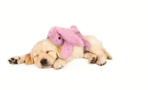 COZY DOG (קוזי דוג) בובה מרגיעה עם פעימות לב וחימום